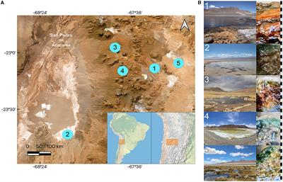Protist communities of microbial mats from the extreme environments of five saline Andean lagoons at high altitudes in the Atacama Desert